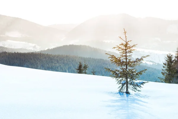 Schöne Winterlandschaft mit schneebedeckten Bäumen. Winterberge. — Stockfoto