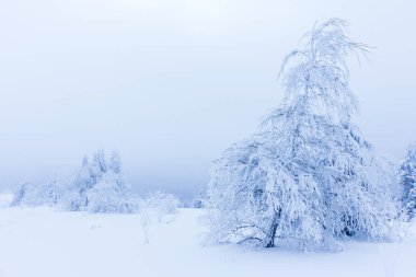 Dağlardaki kış ağaçları taze karla kaplıdır.