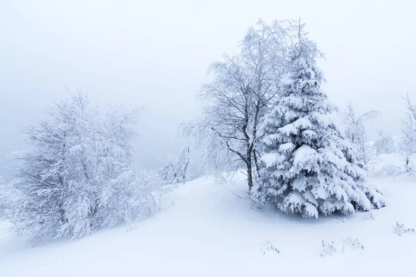 신선 한 눈으로 덮인 산의 겨울 나무들 — 스톡 사진