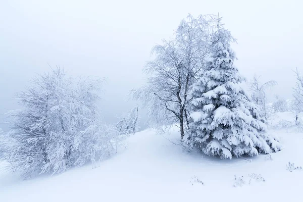 Árboles de invierno en montañas cubiertas de nieve fresca — Foto de Stock