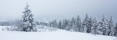 Çam Ağacı Ormanı Kış Manzarasında Karla kaplı.