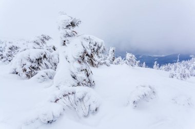 Kardan sonra karla kaplı köknar ormanı ve kış günü sisli gri gökyüzü. Karpat Dağları, Ukrayna