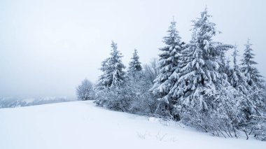 Çam Ağacı Ormanı Kış Manzarasında Karla kaplı.