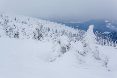 Kardan sonra karla kaplı köknar ormanı ve kış günü sisli gri gökyüzü. Karpat Dağları, Ukrayna