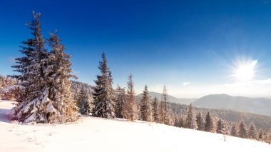 Dağlardaki kış ağaçları taze karla kaplıdır.