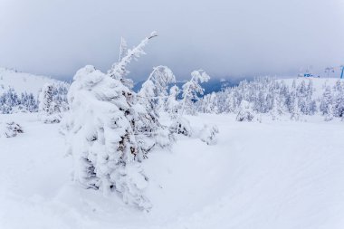 Kardan sonra karla kaplı köknar ormanı ve kış günü sisli gri gökyüzü. Karpat Dağları, Ukrayna