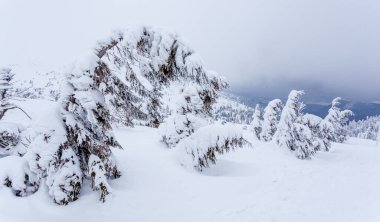 Kardan sonra karla kaplı köknar ormanı ve kış günü sisli gri gökyüzü. Karpat Dağları, Ukrayna