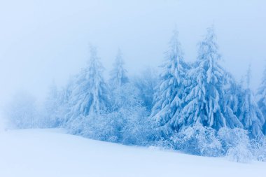 Dağlardaki kış ağaçları taze karla kaplıdır.