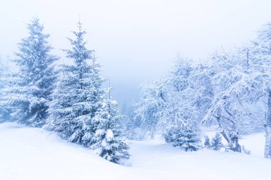Karla kaplı ağaçlarla kaplı güzel bir kış manzarası. Kış dağları.