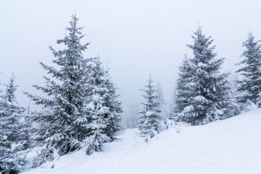 Karla kaplı ağaçlarla kaplı güzel bir kış manzarası. Kış dağları.