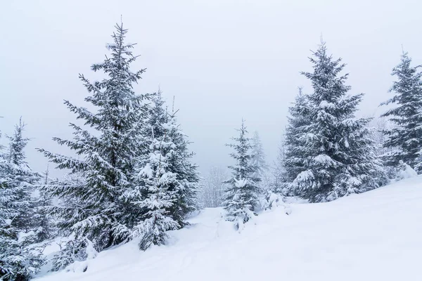 Karla kaplı ağaçlarla kaplı güzel bir kış manzarası. Kış dağları.