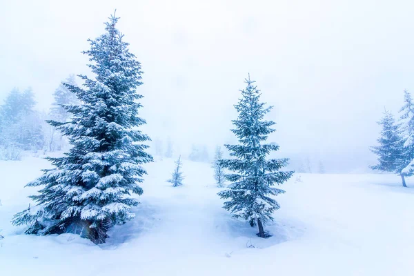Karla kaplı ağaçlarla kaplı güzel bir kış manzarası. Kış dağları. — Stok fotoğraf