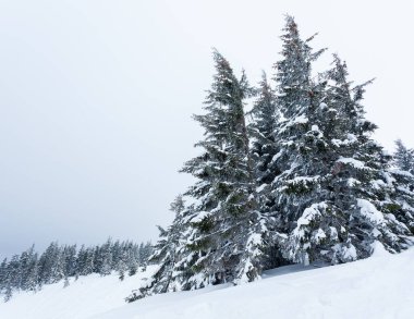 Kardan sonra karla kaplı köknar ormanı ve kış günü sisli gri gökyüzü. Karpat Dağları, Ukrayna