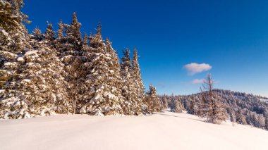 Dağlardaki kış ağaçları taze karla kaplıdır.