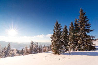 Dağlardaki kış ağaçları taze karla kaplıdır.