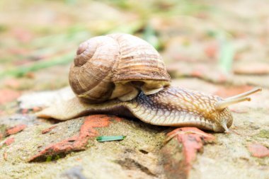 Islak yolda kabuklu küçük bahçe salyangozu sürünüyor, sümüklü böcek hemen eve geliyor. Salyangoz sümüklüböceği, vücudu korumak için sarılmış yenilebilir lezzetli yiyeceklerden oluşur. Kabuklu sümüklüböcek içindeki doğal hayvan salyangozu vahşi doğada sürünüyor.