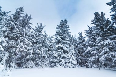 Kış hava snowdrifts ve sis Dağı çam ormanı içinde. Ağaçlar kar ağırlığı altında kavisli