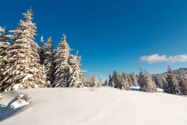 muhteşem kış manzarası. Mavi gökyüzü. Karpat, Ukrayna, Avrupa. Güzellik dünya