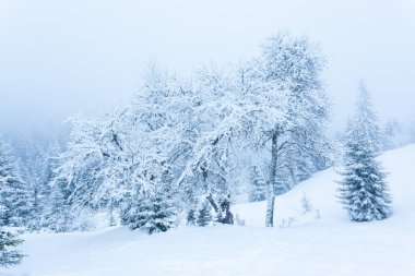 Karla kaplı ağaçlarla kaplı güzel bir kış manzarası. Kış dağları.