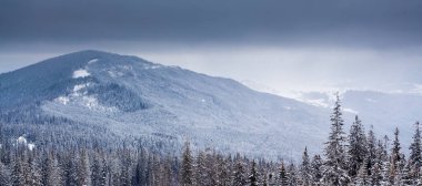 Kış orman bulutlar manzara havadan görünümü ağaçlar seyahat sakin manzara arka plan