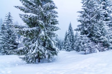 Karla kaplı ağaçlarla kaplı güzel bir kış manzarası. Kış dağları.