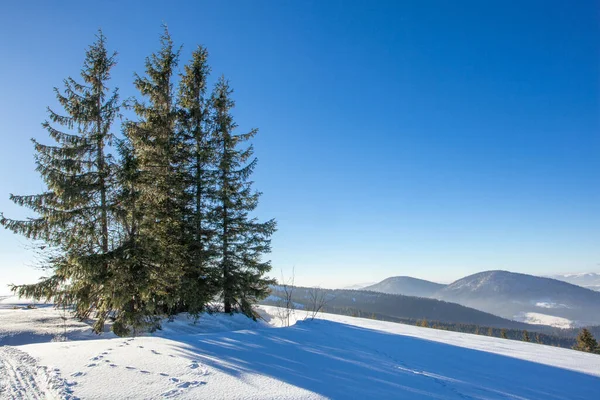 Orman manzarasında güzel bir bahar sabahı. Uzun buz gibi ağaçlar buzla kaplı. Yüksek kalite fotoğraf