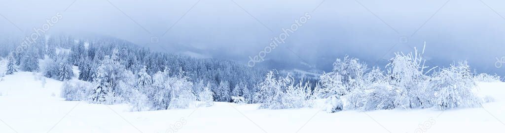 Winter weather with snowdrifts and fog in the mountain spruce forest. Trees curved under the weight of snow