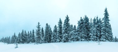 Kış hava snowdrifts ve sis Dağı çam ormanı içinde. Ağaçlar kar ağırlığı altında kavisli