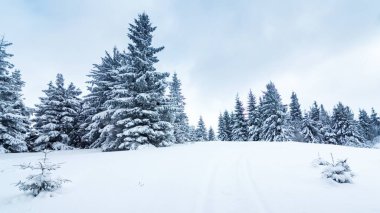 Kış hava snowdrifts ve sis Dağı çam ormanı içinde. Ağaçlar kar ağırlığı altında kavisli