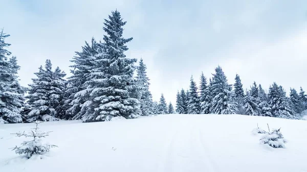 Tempo invernale con cumuli di neve e nebbia nella foresta di abeti rossi di montagna. Alberi curvi sotto il peso della neve — Foto Stock