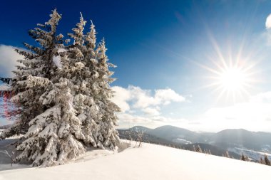 muhteşem kış manzarası. Mavi gökyüzü. Karpat, Ukrayna, Avrupa. Güzellik dünya