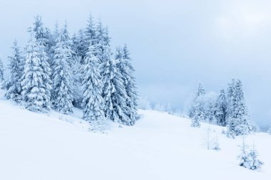 Çam Ağacı Ormanı Kış Manzarasında Karla kaplı.
