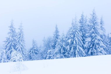 Dağlardaki kış ağaçları taze karla kaplıdır.