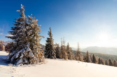 muhteşem kış manzarası. Mavi gökyüzü. Karpat, Ukrayna, Avrupa. Güzellik dünya