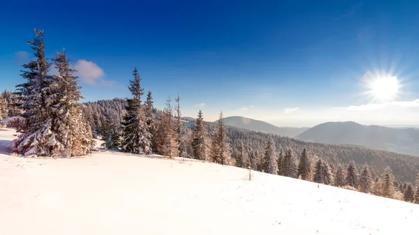 Winterbäume in schneebedeckten Bergen — Stockfoto