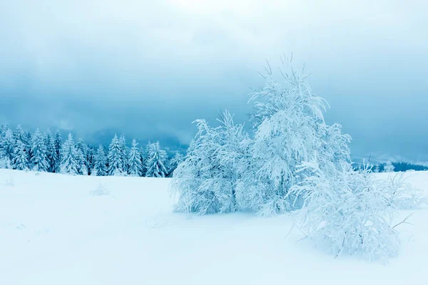 Çam Ağacı Ormanı Kış Manzarasında Karla kaplı.