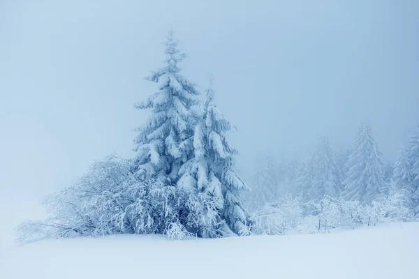 Paisaje invernal con abetos nevados — Foto de Stock