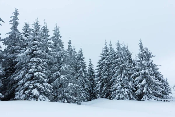 Çam Ağacı Ormanı Kış Manzarasında Karla kaplı. — Stok fotoğraf