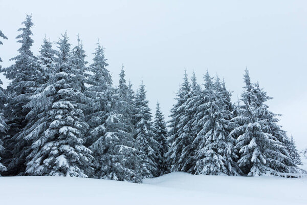 Spruce Tree Forest Covered by Snow in Winter Landscape.