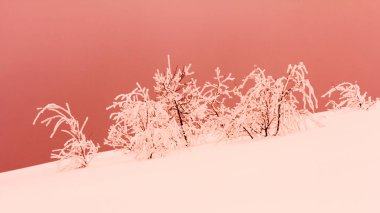 karlı köknar ağaçları ile kış manzarası