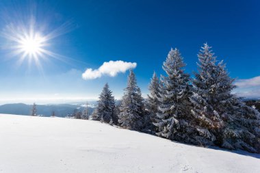 Güneşli bir kış gününde, karla kaplı köknar ağaçlarıyla kaplı güzel bir kar tepesi mavi gökyüzüne karşı duruyor. Kuzeydeki el değmemiş güzel doğa kavramı. Kopyalama alanı