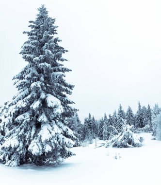 Çam Ağacı Ormanı Kış Manzarasında Karla kaplı.