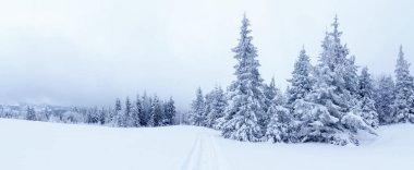 Çam Ağacı Ormanı Kış Manzarasında Karla kaplı.