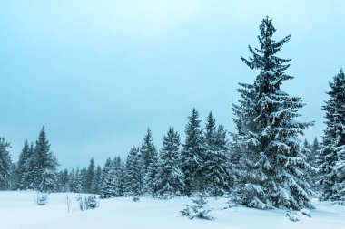 Kış hava snowdrifts ve sis Dağı çam ormanı içinde. Ağaçlar kar ağırlığı altında kavisli