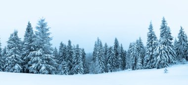 Çam Ağacı Ormanı Kış Manzarasında Karla kaplı.