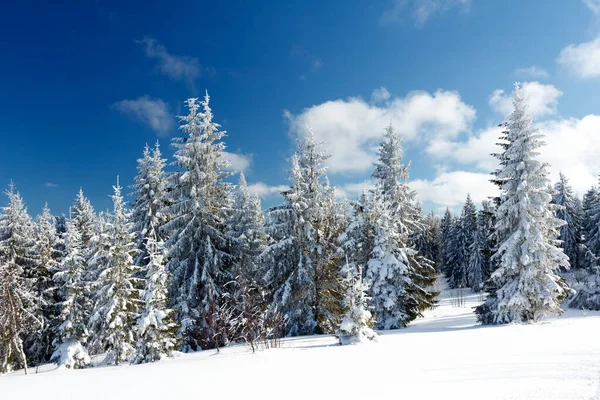 muhteşem kış manzarası. Mavi gökyüzü. Karpat, Ukrayna, Avrupa. Güzellik dünya