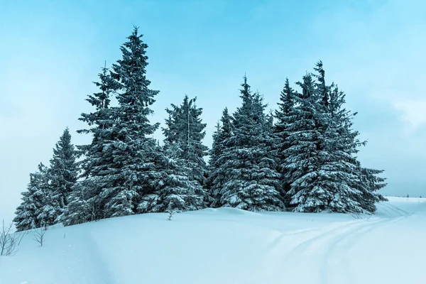 Kış hava snowdrifts ve sis Dağı çam ormanı içinde. Ağaçlar kar ağırlığı altında kavisli