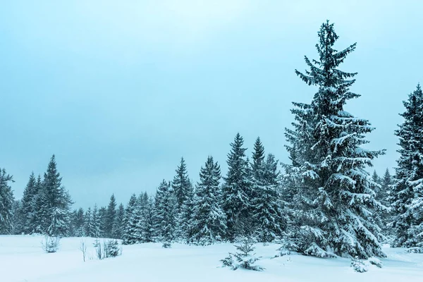 Tempo invernale con cumuli di neve e nebbia nella foresta di abeti rossi di montagna. Alberi curvi sotto il peso della neve — Foto Stock