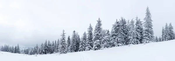 Floresta Árvore de Abeto Coberto por Neve em Paisagem de Inverno . — Fotografia de Stock