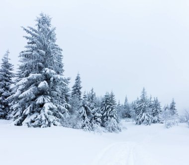 Çam Ağacı Ormanı Kış Manzarasında Karla kaplı.